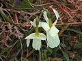 La narcisse des Glénan, plante rare et menacée, emblématique de l'archipel des Glénan