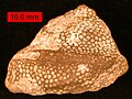 Protaraea richmondensis, a heliolitid coral; Cincinnatian (Upper Ordovician) of southeastern Indiana.