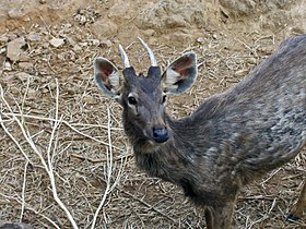 Young sambar in Chennai