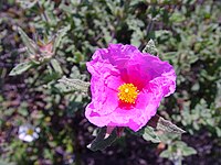 Cistus crispus Type species