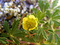 Flower & leaves