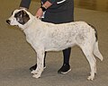 Alentejo Mastiff, white & grey