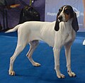 Ariege Hound