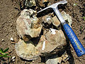 A broken concretion with fossils inside; Late Cretaceous near Ekalaka, Montana.