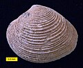 Venerid bivalve; Wadi Umm Ghudran Formation (early Campanian), near Amman, Jordan.