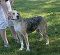 Norwegian Hound, blue merle & tan