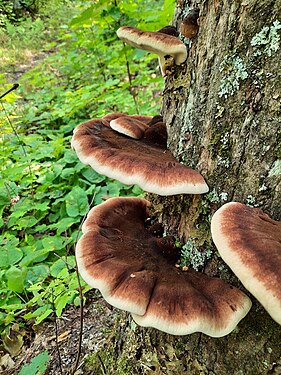 Fungal curves on live maple tree.