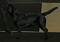 Labrador Retriever, show line, black