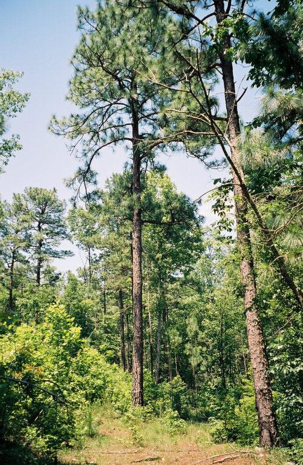 Mountain Longleaf National Wildlife Refuge