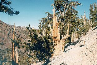 Methuselah Walk - Methuselah Grove