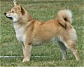 Shiba Inu, red