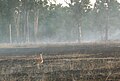 Otididae species behind a bushfire, Carnavon National Park, Queensland, Australia