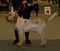 Italian Spinone, orange roan