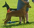 Pharaoh Hound