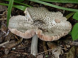 Russula