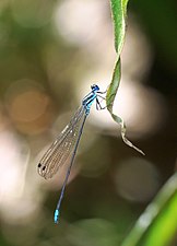 Esme mudiensis male