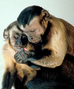 May 1: Capuchin monkeys sharing food.