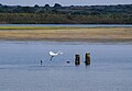 Herons in Sicily (Image of the month, April 2013, Portal:Sizilien, German Wikipedia)