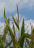 Male maize inflorescence