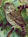 Italiano: Civetta nana Glaucidium passerinum