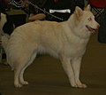 Yakutian Laika, white