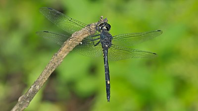 Iridescent Stream Glider (Zygonyx iris), male