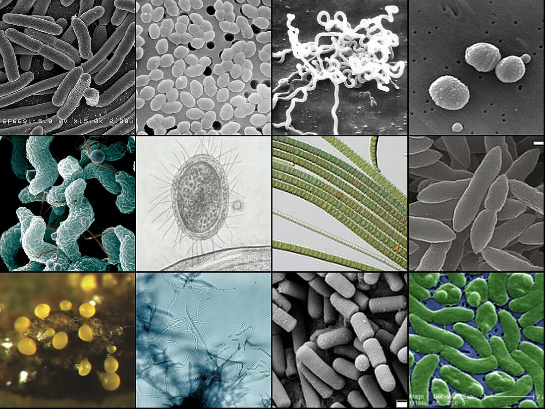 Bacteria