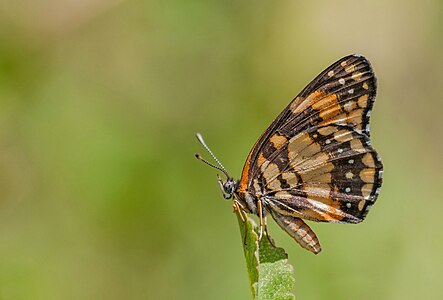 Chlosyne lacinia (Bordered Patch)