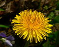 DandelionFlower.jpg