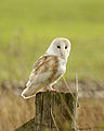 T. a. alba, UK