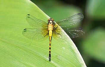 Epithemis mariae male