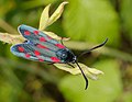 Hufeisenklee-Widderchen - Zygaena transalpina, in Rheinau (Pfingstberg)