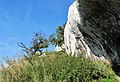 Čeština: Vápencové skály jurského stáří v národní přírodní rezervaci Děvín-Kotel-Soutěska, okres Břeclav English: Limestone rock (jurassic age) in national nature reserve Děvín-Kotel-Soutěska, Břeclav District