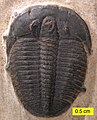 Elrathia kingii from the Wheeler Shale (Middle Cambrian), Utah.