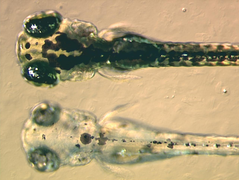 January 23: Zebrafish embryos: wildtype on top, albino mutant below.