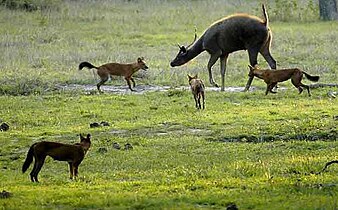 Sambar male attacked by dhole