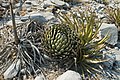 * Nomination Agave victoriae-reginae growing next to lechuguilla. --Ianare 00:42, 13 April 2008 (UTC) * Promotion A bit harsh light, but sharp and encyclopaedic. Lycaon 17:25, 17 April 2008 (UTC)