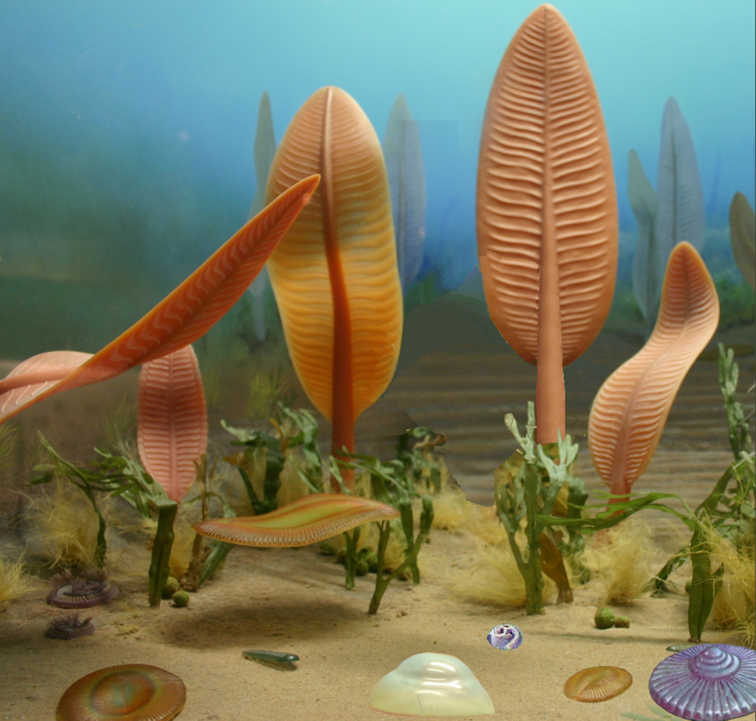 Ediacaran biota