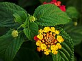 Image 68Flower and leaves of Lantana camara