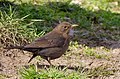 Amsel, Weibchen - Turdus merula, in Vogelstang