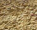 Ammonite Wall in Makhtesh Ramon (Tamar Formation, Cenomanian).