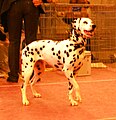 Dalmatian, black-spotted