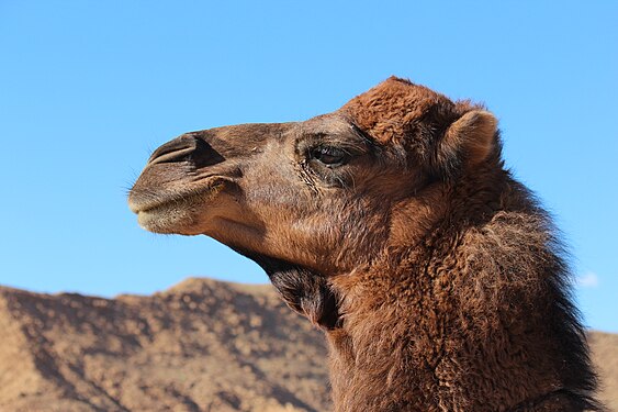 Dromedary at M'Chouneche Photograph: Blackmysterieux