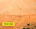 Disconformity with the Lower Cretaceous Edwards Formation overlying a Lower Permian limestone; hiatus is about 165 million years; Texas.