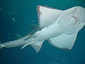 Bowmouth guitarfish over the Ocean Voyager tunnel