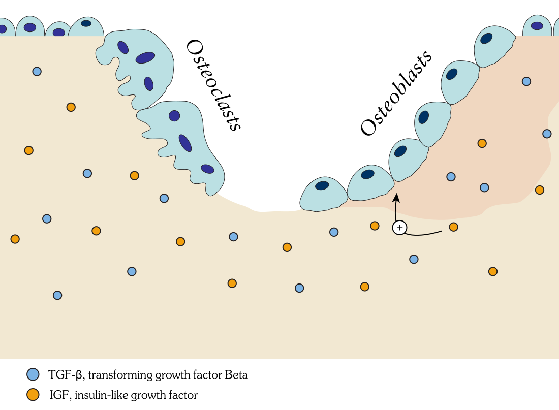 Bone remodeling