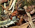 Ant biting caterpillar