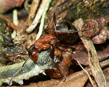 Formica rufa (Red Wood Ant)