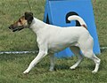 Fox Terrier, Smooth