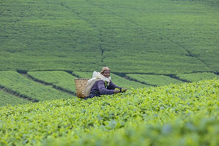 2nd prize (tied): “Harvesting Tea” byUser:Germain92 (Rwanda)